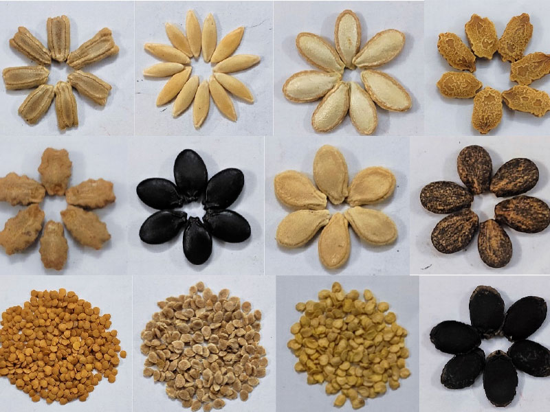 seed counting and packaging machine seed counting and packaging machine